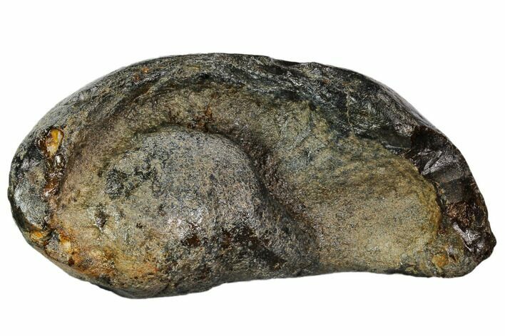 Fossil Whale Ear Bone - Miocene #109268